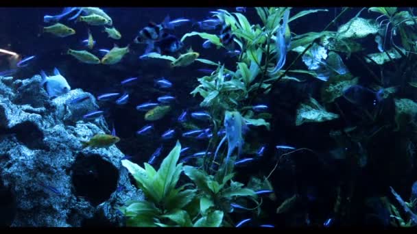 Sladkovodní ryby v akváriu — Stock video