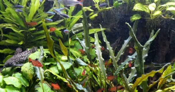 Zoetwater vis in het aquarium — Stockvideo