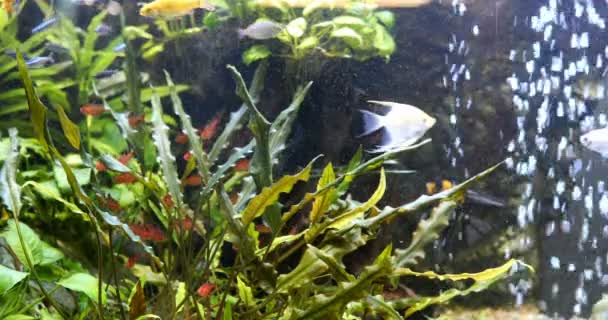 Poissons d'eau douce en aquarium 