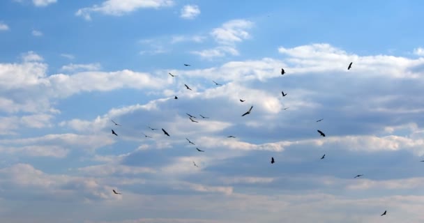 Rebanho de abutres africanos circulando, Botsuana África vida selvagem — Vídeo de Stock