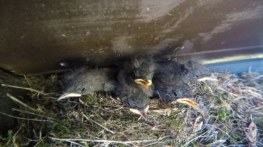 küçük kuşlar yuvaya açılan ağız ve sceam ile yavru. Evde yaşayan siyah kızılkuyruk (Phoenicurus ochruros) küçük bir kuş