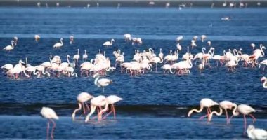 Walvis Bay Namibya 'daki Rosy Flamingo kolonisi