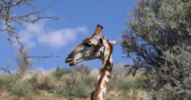 Kalahari, yeşil çöl sonra yağmur sezonu içinde sevimli zürafalar (zürafa). Kgalagadi Sınırötesi Park, Güney Afrika yaban hayatı safari