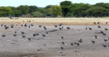 Crested Guineafowl Etosha, Namibya Afrika sürüsü