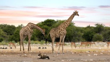 Etkin zürafa soyulmuş sırtlan, Namibya safari yaban hayatı ile