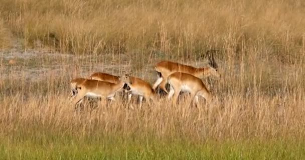 南赤リーチュエ、ナミビアのアフリカのサファリの野性生物の群れ — ストック動画