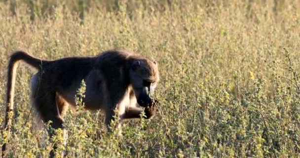 Beerbaviaan Monkey in bush, Namibië, Afrika safari dieren in het wild — Stockvideo