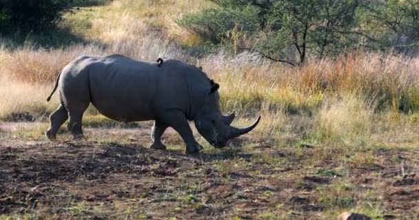 Branco rinoceronte Pilanesberg, África do Sul safari vida selvagem — Vídeo de Stock