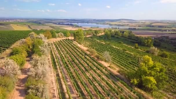 Paisaje de verano con viñedos en el campo — Vídeos de Stock