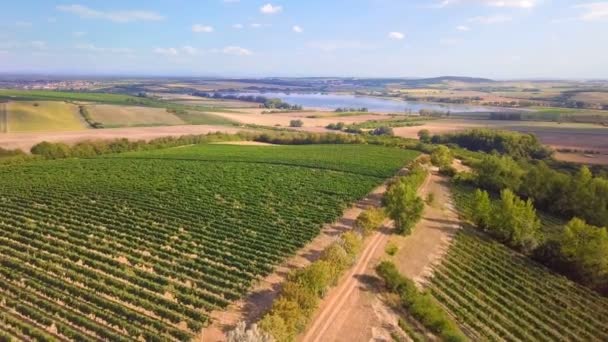 Paisagem de verão com vinhas no campo — Vídeo de Stock