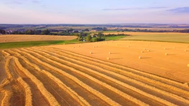 Campo cosechado con fardos de paja en verano — Vídeos de Stock