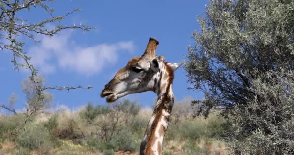 Cute Giraffes (Giraffe) in Kalahari, green desert after rain season. Kgalagadi Transfrontier Park, South Africa wildlife safari — Stock Video