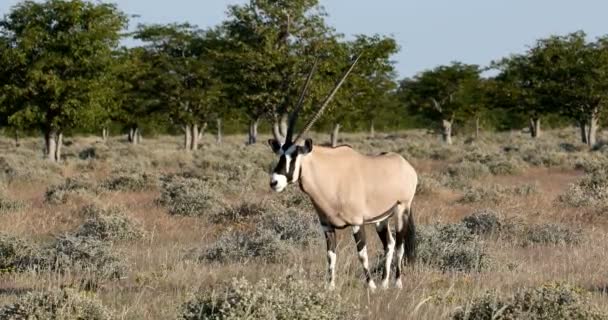 Gemsbok, Oryx gazella in Etosha, Afrika — Stockvideo