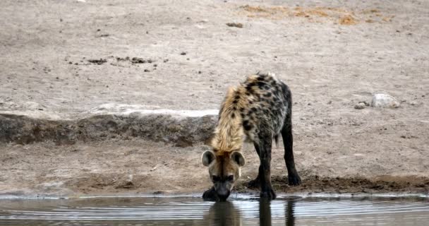 Пьянство пятнистой гиены, Этоша, Африканское сафари в Намибии — стоковое видео