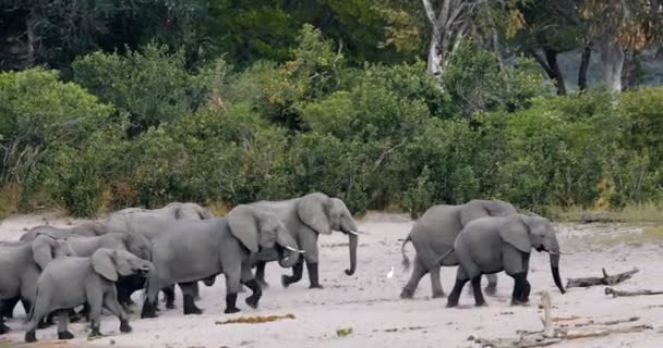 Afrikaanse olifant, Bwabwata Namibië, Afrika safari dieren in het wild — Stockvideo