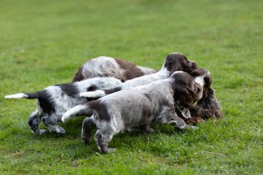 safkan İngiliz Cocker Spaniel köpek yavrusu