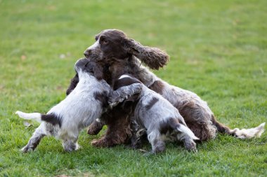 safkan İngiliz Cocker Spaniel köpek yavrusu