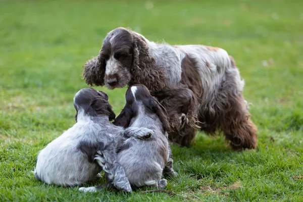 Purebred English Cocker Spaniel with puppy — Stock Photo, Image