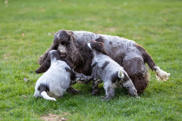 Pura raza Inglés Cocker Spaniel con cachorro — Foto de Stock