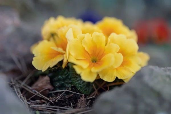 Virágzó sárga virág primula — Stock Fotó
