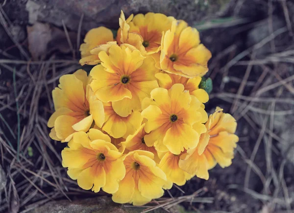 Blooming yellow flower primula — Stock Photo, Image