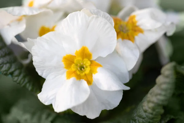 Blommande vit blomma primula — Stockfoto