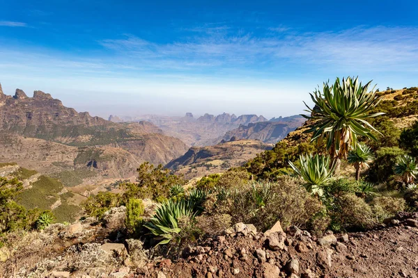 Lobelia olbrzymia w górach Semien lub Simien, Etiopia — Zdjęcie stockowe