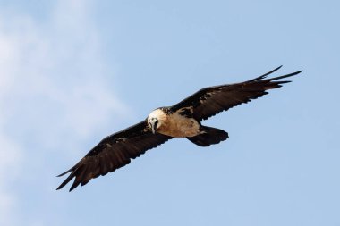 Sakallı Akbaba, Simien Dağı Etiyopya