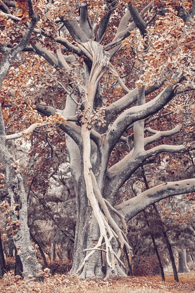 Majestic strom v městském parku Hawassa, Etiopie — Stock fotografie