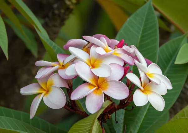 Plumeria Blume in der Natur Garten — Stockfoto