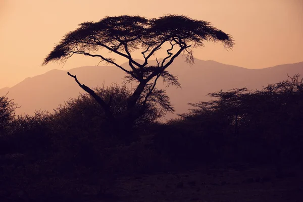 Silhueta de acácia em pôr-do-sol africano — Fotografia de Stock