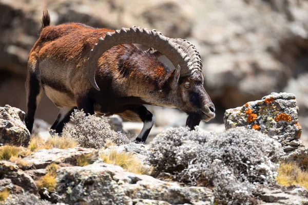 Rara Walia ibex em Simien Montanhas Etiópia — Fotografia de Stock