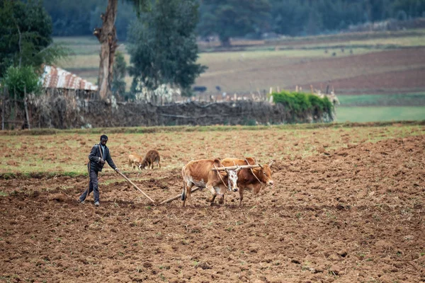 Ethiopische boer ploegen velden met koeien — Stockfoto