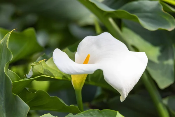 Calla Lilie und Arum Lilie Äthiopien — Stockfoto