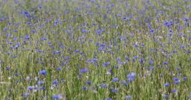 Güzel mavi Cornflower Centaurea siyanus. Yaz çayırlarında mavi çiçekli güzel çiçekler, yaz tarımı kavramı ve mavi gökyüzü manzarası.