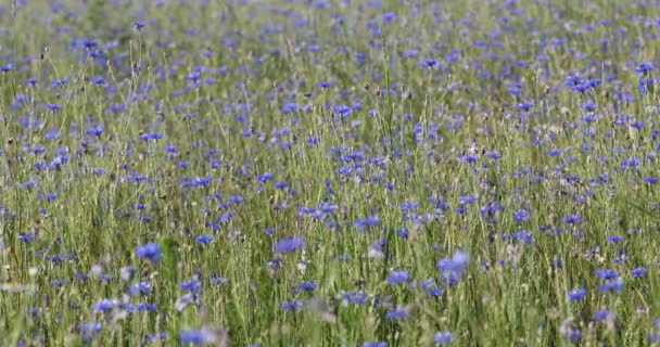 Piękny Błękit Centaurea Cyanus Piękne Kwiaty Niebieskim Kwiatem Łące Letniej — Wideo stockowe