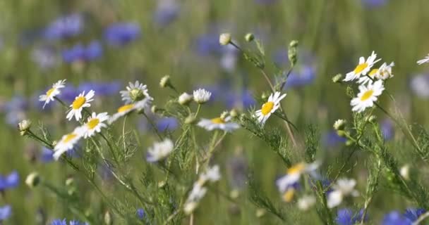 美丽的蓝色矢车菊 美丽的夏季草甸蓝花 夏季农业理念与蓝天风景 — 图库视频影像