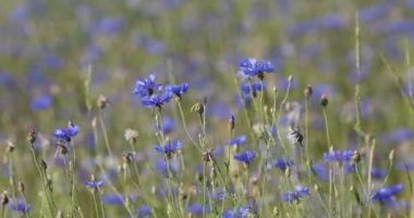 Güzel mavi Cornflower Centaurea siyanus. Yaz çayırlarında mavi çiçekli güzel çiçekler, yaz tarımı kavramı ve mavi gökyüzü manzarası.