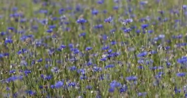 Güzel mavi Cornflower Centaurea siyanus. Yaz çayırlarında mavi çiçekli güzel çiçekler, yaz tarımı kavramı ve mavi gökyüzü manzarası.