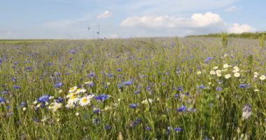 Güzel mavi Cornflower Centaurea siyanus. Yaz çayırlarında mavi çiçekli güzel çiçekler, yaz tarımı kavramı ve mavi gökyüzü manzarası.
