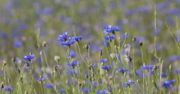 Hermoso Azul Aciano Centaurea Cyanus Hermosas Flores Con Flor Azul — Vídeos de Stock