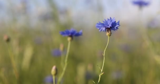 美丽的蓝色矢车菊 美丽的夏季草甸蓝花 夏季农业理念与蓝天风景 — 图库视频影像