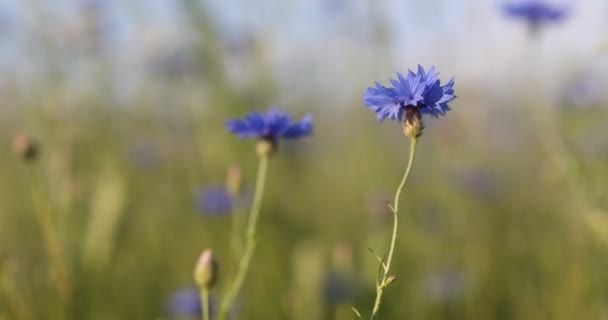 Hermoso Azul Aciano Centaurea Cyanus Hermosas Flores Con Flor Azul — Vídeos de Stock