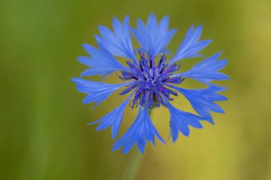Çiçek açan, Centaurea Cyanus