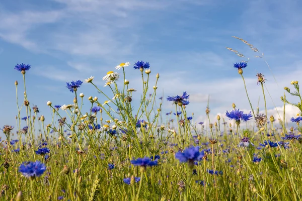 Blühende Kornblumen, Centaurea Cyanus — Stockfoto