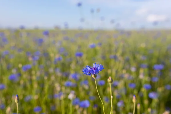 Blooming Cornflowers, Centaurea Cyanus — Stock Photo, Image