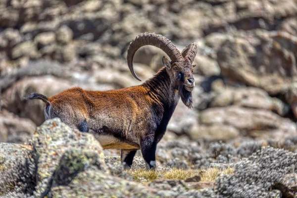 Rzadkie Walia ibex w górach Simien Etiopia — Zdjęcie stockowe