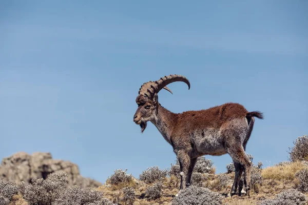 Rara Walia ibex em Simien Montanhas Etiópia — Fotografia de Stock