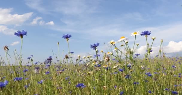 Piękny Błękit Centaurea Cyanus Piękne Kwiaty Niebieskim Kwiatem Łące Letniej — Wideo stockowe