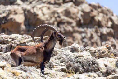 Simien Dağları Etiyopya 'da nadir görülen Walia dağ keçisi